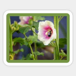 Hollyhocks Sticker